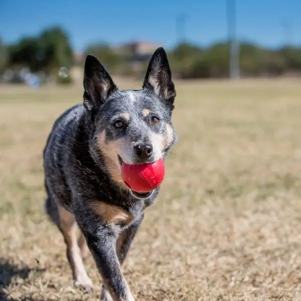 Rotes Hüpfball-Hundespielzeug für aktive Haustiere