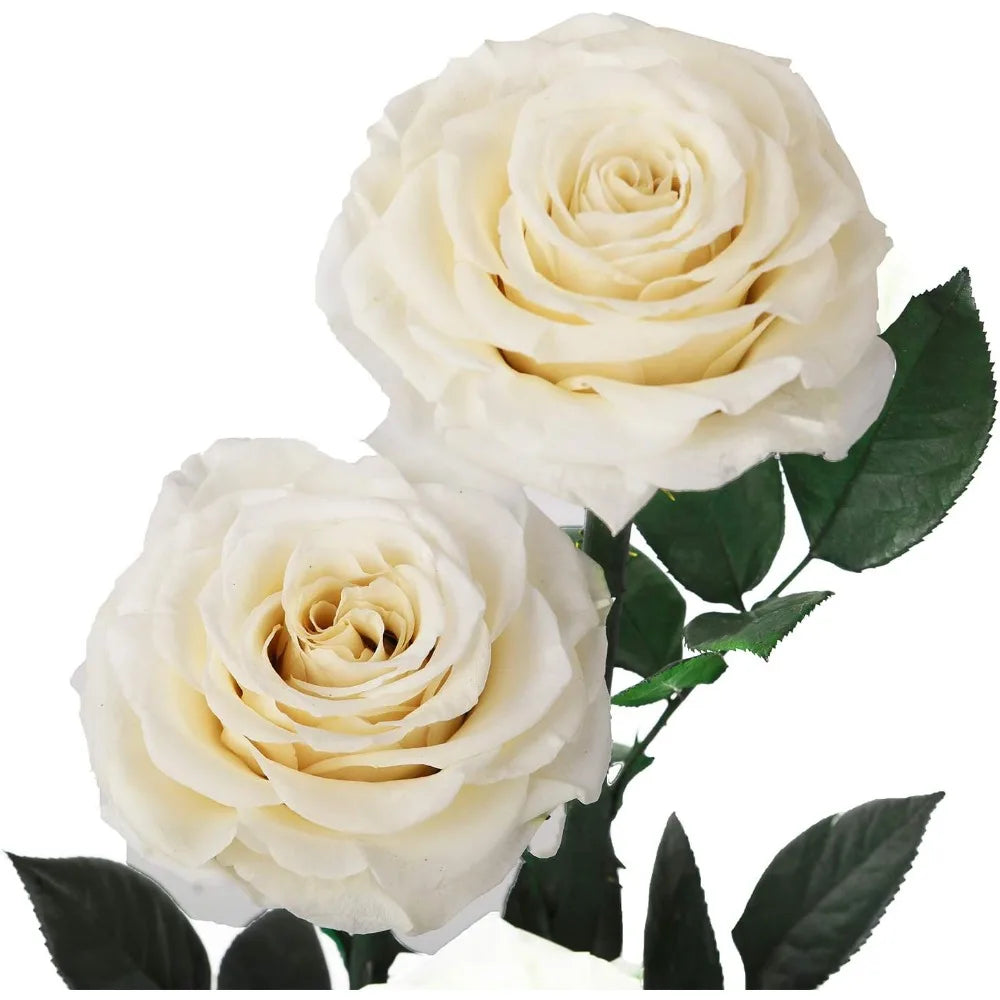 White Preserved Rose in Glass Dome